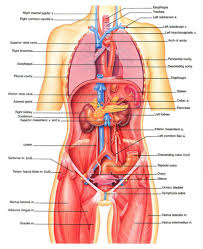 Map Of Human Organs Koibana Info Body Organs Diagram Human Body Diagram Human Anatomy Female