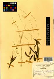 Image result for Pseudechinolaena polystachya