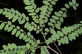 Image result for Dalbergia