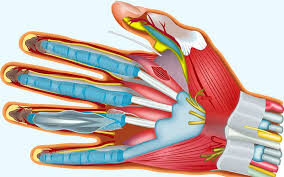 The symptoms may develop over hours to a. Sindrome De Guillain Barre Causas Sintomas Bioenciclopedia