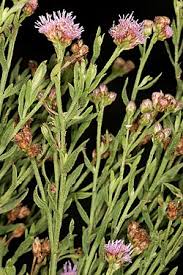 Image result for Litogyne gariepina