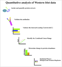 Был ли этот ответ полезен? A Systematic Approach To Quantitative Western Blot Analysis Sciencedirect