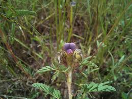 Image result for Kotschya