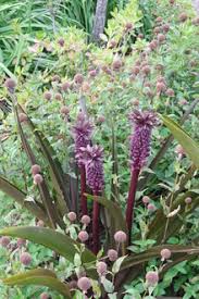 Image result for Eucomis zambesiaca