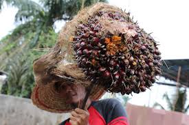 In malaysia, there are about two million legal foreign workers. Pandemic Forces Malaysian Palm Industry To Rethink Reliance On Foreign Labour
