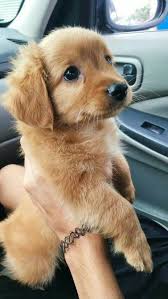 Pin On Cute Pals