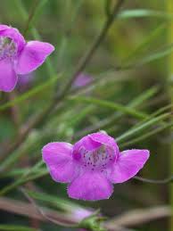 Image result for Geigeria filifolia