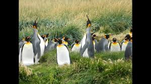 Developing environmental education in these natural sites can be true learning, following the practice of imitating nature, i.e., continuing its rhythm of constructive evolution, thus recreating life. Penguin Adaptations For Survival In Antarctic Climates