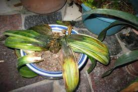 Clivia make striking plants for the house and conservatory. Common Diseases Of Clivia The Plant Aide