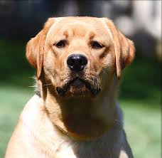 They are playful and friendly and will make the excellent family pets and loyal soulmates. Country Labs English Style Labradors Fox Red Chocolate Black