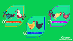 Can a rooster mate with a female hen? The Pecking Order What Is It And How To Avoid Problems In Your Flock The Happy Chicken Coop