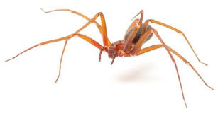 Although that pain starts around the bite site. Ointment To Counter The Effects Of Brown Recluse Spider Bites Is Tested On Humans Eurekalert Science News