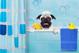 kopegimi yikarken nelere dikkat etmeliyim kalbimdeki patiler