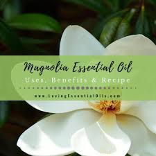 Magnolia Essential Oil Uses Benefits Recipes Eo Spotlight Essential Oil Uses Essential Oil Treatments Oil Uses