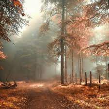 Timeline Photos I Love Photography Autumn Wallpaper Hd Autumn Forest Forest Wallpaper