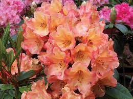 Honey Butter Rhododendron Flower Care Plants Rhododendron