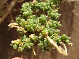 Image result for Trianthema