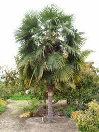 Windmill Fan Palm Evergreen 15 To 20 In Height 6 To 10 Wide Prefers Full Sun But Is Tolerant Of Shade Palm Trees Palm Tree Pictures Florida Trees