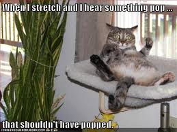 Lolcats Stretch Lol At Funny Cat Memes Funny Cat Pictures With Words On Them Lol Cat Memes Funny Cats Funny Cat Pictures With Words On