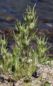 Image result for Gnaphalium unionis