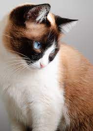 Looking By Savio Araujo 500px Pretty Cats Beautiful Cats Cute Cats