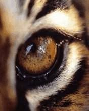 Batu mata harimau diyakini sebagai lambang kekuatan pribadi. Mata Harimau Wallpaper Muat Turun Ke Telefon Bimbit Anda Dari Phoneky