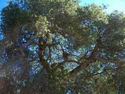 Oak Tree Help