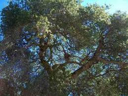 Causes of tree leaves turning brown. Oak Tree Help