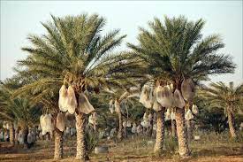 We did not find results for: True Date Palm Tree Pictures Palm Tree Pictures Canary Island Date Palm Palm Trees
