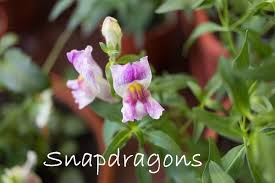Snapdragon Flowers Antirrhinum Majus Care Tips