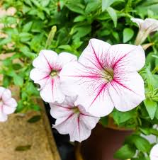 Check spelling or type a new query. 7 Plantes Qui Eloignent Les Nuisibles De Ton Jardin Et 7 Autres Qui Attirent Les Pollinisateurs