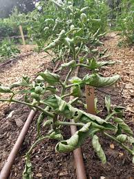 A common cause of curled leaves on tomato plants is physiological leaf roll, due to hot & dry air, wind, root damage, excessive fertilizer, lack of water, or cool and damp weather. Tomato Plant Leaves Curling 4 Causes And How To Solve Home Garden Vegetables