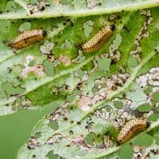 Pflanzenschutztipp Schneeballblattkafer Bekampfen Schneeball Pflanze Schadlinge Im Garten Pflanzen