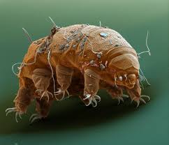 Tardigrades constitute one of the most important group in the challenging antarctic terrestrial. Electron Microscope Photography Contest Huh Microscopic Photography Tardigrade Microscopic
