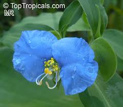 Image result for Commelina pycnospatha