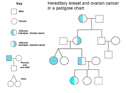 Hereditary Breast Ovarian Cancer Syndrome Wikivisually
