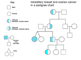 Hereditary Breast Ovarian Cancer Syndrome Wikipedia