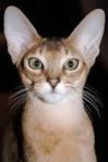 8 Of The Most ADORABLE Cats with Big Ears - A Blog For Cat ...