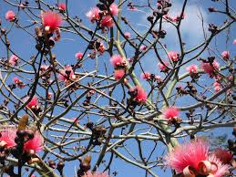 Image result for Pseudobombax