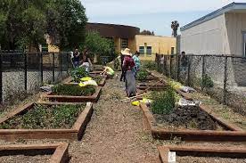 Click Here To Support Community Garden By Isabella Fante Community Gardening Garden Plants