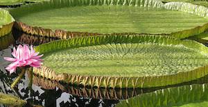 What kind of plants live in the rainforest? Rainforest Plants Types Adaptations Video Lesson Transcript Study Com