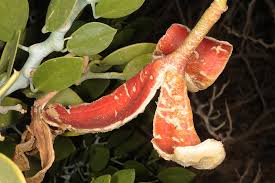 Image result for Capparis cartilaginea