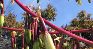 Image result for Beschorneria sp. (Biegel 5357)