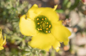 Image result for Grielum