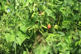 Image result for Coccinia sp. A