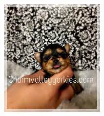 8 Teacup Yorkies Ideas Teacup Yorkie For Sale Yorkies For Sale Yorkie