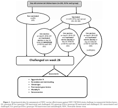 New free games added daily to fupa games. Protective Efficacy Of The Newcastle Disease Virus Genotype Vii Matched Vaccine In Commercial Layers Engormix
