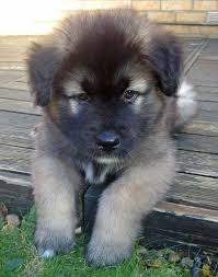 Chester The Akita Puppy A Real Teddy Bear With Images Akita Puppies Akita Dog Kittens And Puppies