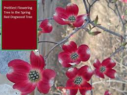 Mature flowering dogwood trees produce blooms all spring. Prettiest Flowering Tree In The Spring Red Dogwood Flowering Trees Dogwood Trees