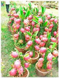 Tiba saatnya untuk penjelasan cara menanam pohon bidara. Tips Cara Menanam Tanaman Buah Naga Dalam Pot Tanaman Buah Naga Ide Berkebun